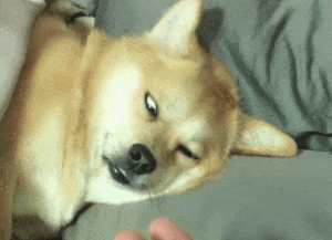 一巴掌打醒懒狗柴犬