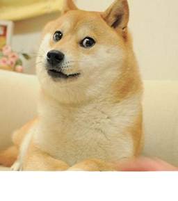 Doge的凝视