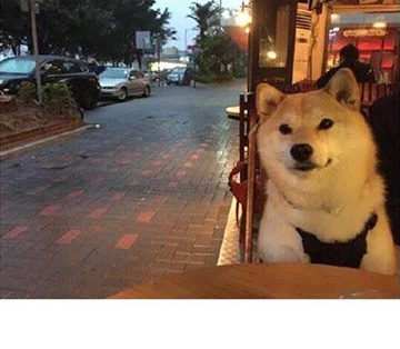 窗边的doge